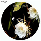 19usd Ngryise 3000Pcs A Set White Color Epiphyllum Oxypetalum Flower Hot Seed DGF-S-THD4