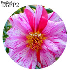 19usd Ngryise 6000Pcs A Set double pink Lampranthus Tenuifolius Flower Seed Hot