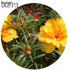 16usd Ngryise 6000Pcs A Set  yellow Lampranthus Tenuifolius Flower Seed Hot