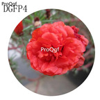 16usd Ngryise 6000Pcs A Set  double red Lampranthus Tenuifolius Flower Seed Hot