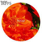 16usd Ngryise 6000Pcs A Set  dark champagne Lampranthus Tenuifolius Flower Seed Hot