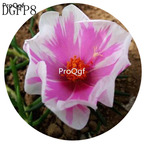 16usd Ngryise 6000Pcs A Set pink with white edge Lampranthus Tenuifolius Flower Seed Hot