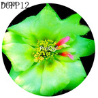 16usd Ngryise 6000Pcs A Set green Lampranthus Tenuifolius Flower Seed Hot