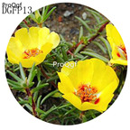 16usd Ngryise 6000Pcs A Set single petal yellow Lampranthus Tenuifolius Flower Seed Hot