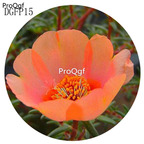 16usd Ngryise 6000Pcs A Set gorgeous champagne Lampranthus Tenuifolius Flower Seed Hot