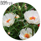 16usd Ngryise 6000Pcs A Set pure white Lampranthus Tenuifolius Flower Seed Hot