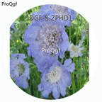 29usd Ngryise 100Pcs A Set Blue Color Scabiosa Atropurpurea Flower Hot Seed DGF-S-ZPHD1