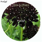 29usd Ngryise 100Pcs A Set Brown Color Scabiosa Atropurpurea Flower Hot Seed DGF-S-ZPHD2