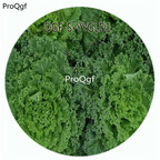 29usd Ngryise 100Pcs A Set Green Color Brassica Oleracea Flower Hot Seed DGF-S-YYGLD1