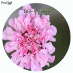 29usd Ngryise 100Pcs A Set Pink Color Scabiosa Atropurpurea Flower Hot Seed DGF-S-ZPHD3