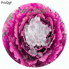 29usd Ngryise 100Pcs A Set Purple Color Brassica Oleracea Flower Hot Seed DGF-S-YYGLD2