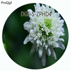 29usd Ngryise 100Pcs A Set White Color Scabiosa Atropurpurea Flower Hot Seed DGF-S-ZPHD4