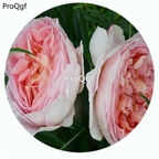 29usd Ngryise 500Pcs A Set Abraham Darby Rosa Chinensis Flower Hot Seed DGF-S-YJHD001