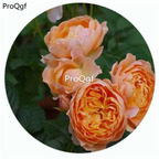 29usd Ngryise 500Pcs A Set Abricot Terrazza Rosa Chinensis Flower Hot Seed DGF-S-YJHD002