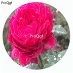 29usd Ngryise 500Pcs A Set Accademia Rosa Chinensis Flower Hot Seed DGF-S-YJHD003