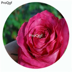 29usd Ngryise 500Pcs A Set all 4 love Rosa Chinensis Flower Hot Seed DGF-S-YJHD004