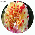 29usd Ngryise 500Pcs A Set All American Magic Rosa Chinensis Flower Hot Seed DGF-S-YJHD005