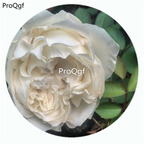 29usd Ngryise 500Pcs A Set All four Pure Rosa Chinensis Flower Hot Seed DGF-S-YJHD006