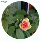 29usd Ngryise 500Pcs A Set Ambiance Rosa Chinensis Flower Hot Seed DGF-S-YJHD007