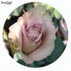 29usd Ngryise 500Pcs A Set Amnesia Rosa Chinensis Flower Hot Seed DGF-S-YJHD008