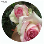 29usd Ngryise 500Pcs A Set Antike Kordana Rosa Chinensis Flower Hot Seed DGF-S-YJHD009