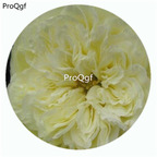 29usd Ngryise 500Pcs A Set Antique romantica Rosa Chinensis Flower Hot Seed DGF-S-YJHD010