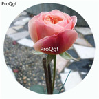 29usd Ngryise 500Pcs A Set Ausjameson Rosa Chinensis Flower Hot Seed DGF-S-YJHD012