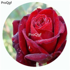 29usd Ngryise 500Pcs A Set Crimson Glory Rosa Chinensis Flower Hot Seed DGF-S-YJHD037