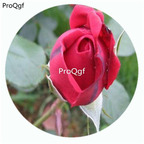 29usd Ngryise 500Pcs A Set Danse Du Feu Rosa Chinensis Flower Hot Seed DGF-S-YJHD038