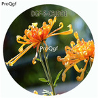 29usd Ngryise 500Pcs A Set Double Petal Champagne Color Chrysanthemum Flower HOT Seed DGF-S-CBJDD1