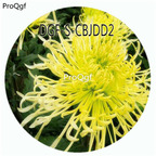 29usd Ngryise 500Pcs A Set Double Petal Green Color Chrysanthemum Flower HOT Seed DGF-S-CBJDD2