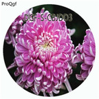 29usd Ngryise 500Pcs A Set Double Petal purple Color Chrysanthemum Flower HOT Seed DGF-S-CBJDD2