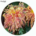 29usd Ngryise 500Pcs A Set Double Petal Purple Yellow Double Color Chrysanthemum Flower HOT Seed DGF-S-CBJDD5