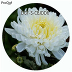 29usd Ngryise 500Pcs A Set Double Petal White Color Chrysanthemum Flower HOT Seed DGF-S-CBJDD6