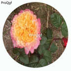 59usd Ngryise 500Pcs A Set Edith Rosa Chinensis Flower Hot Seed DGF-S-YJHD039