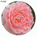 59usd Ngryise 500Pcs A Set Eglantyne Rosa Chinensis Flower Hot Seed DGF-S-YJHD040