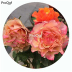 59usd Ngryise 500Pcs A Set El Paso Rosa Chinensis Flower Hot Seed DGF-S-YJHD041