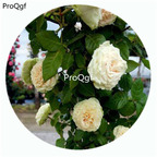 59usd Ngryise 500Pcs A Set Emerald Isle Rosa Chinensis Flower Hot Seed DGF-S-YJHD042