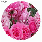 59usd Ngryise 500Pcs A Set Fee Clochette Rosa Chinensis Flower Hot Seed DGF-S-YJHD043
