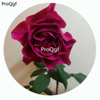 59usd Ngryise 500Pcs A Set Femme fatale Rosa Chinensis Flower Hot Seed DGF-S-YJHD044