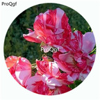 59usd Ngryise 500Pcs A Set Festival Fanfare Rosa Chinensis Flower Hot Seed DGF-S-YJHD045