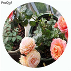 59usd Ngryise 500Pcs A Set Fiesta Terrazza Rosa Chinensis Flower Hot Seed DGF-S-YJHD046