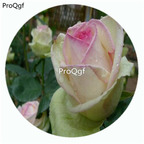 59usd Ngryise 500Pcs A Set First Lady Rosa Chinensis Flower Hot Seed DGF-S-YJHD047