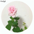 59usd Ngryise 500Pcs A Set Flamingo Jewel Rosa Chinensis Flower Hot Seed DGF-S-YJHD048
