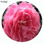 59usd Ngryise 500Pcs A Set Fragrance King Terrazza Rosa Chinensis Flower Hot Seed DGF-S-YJHD049