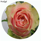 59usd Ngryise 500Pcs A Set Godfather Rosa Chinensis Flower Hot Seed DGF-S-YJHD050