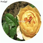 59usd NGRYISE 500Pcs A Set Golden Vuvuzela Rosa Chinensis Flower Hot Seed DGF-S-YJHD051