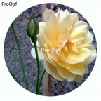 59USD Ngryise 500Pcs A Set Graham Thomas Rosa Chinensis Flower Hot Seed DGF-S-YJHD052