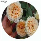 59usd Ngryise 500Pcs A Set Gravity Rosa Chinensis Flower Hot Seed DGF-S-YJHD053