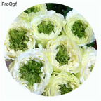 59usd Ngryise 500Pcs A Set Green Eye Rosa Chinensis Flower Hot Seed DGF-S-YJHD054